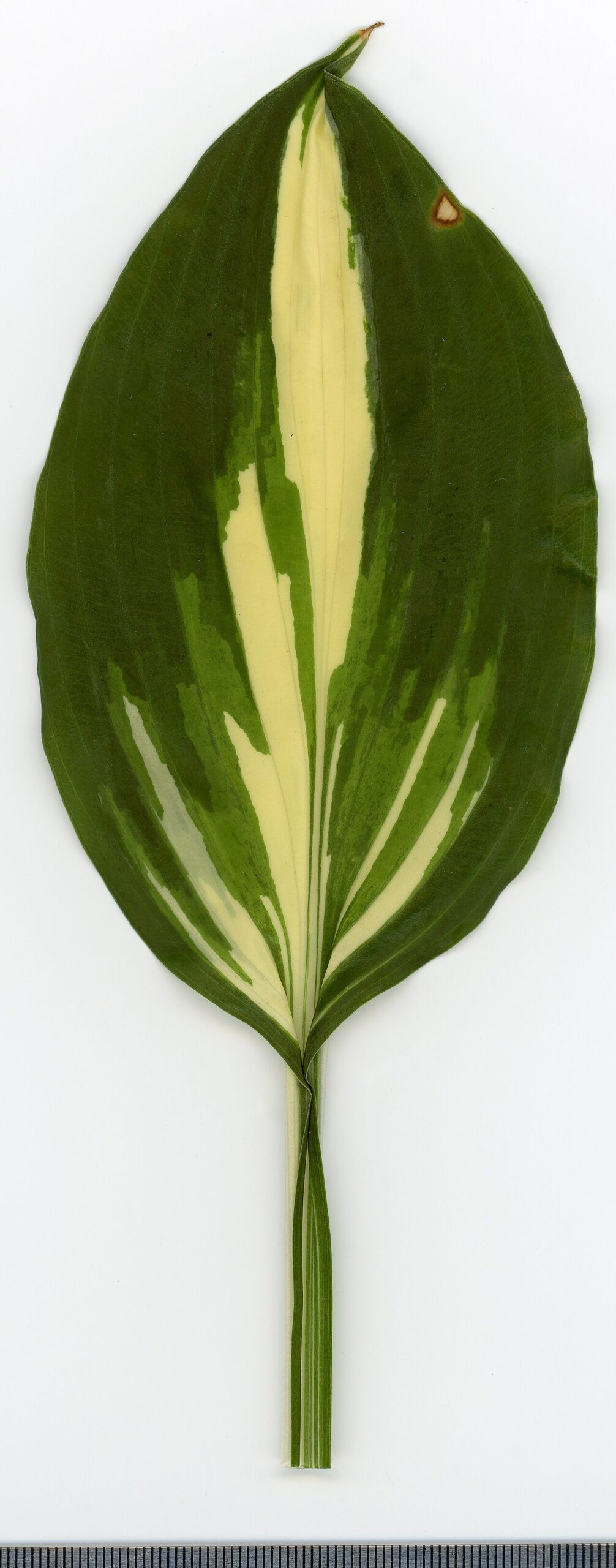 Funkie (Hosta)