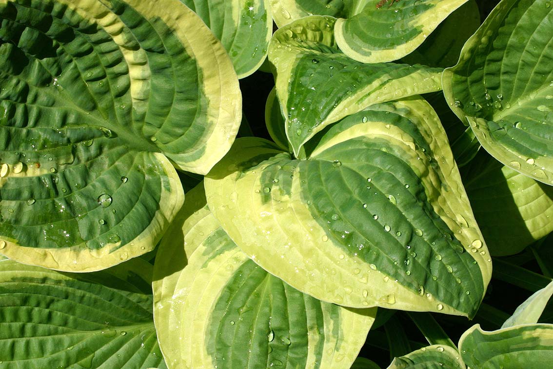 Funkie (Hosta)