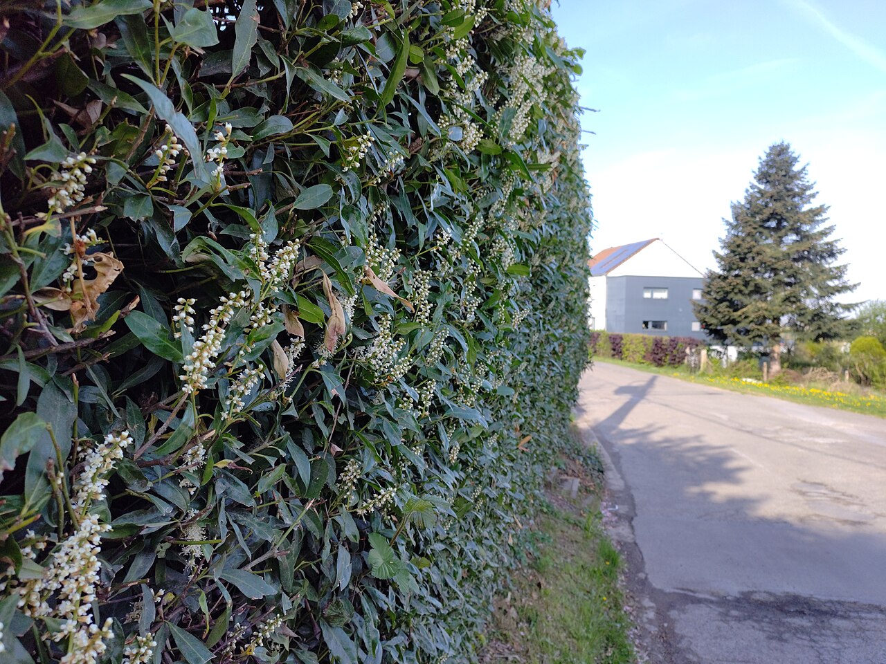 Kirschlorbeer (Prunus laurocerasus)