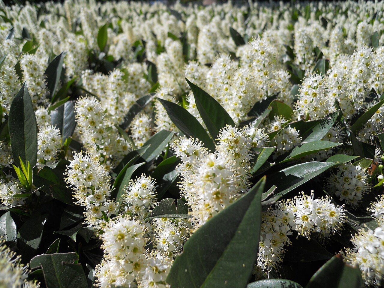 Kirschlorbeer (Prunus laurocerasus)