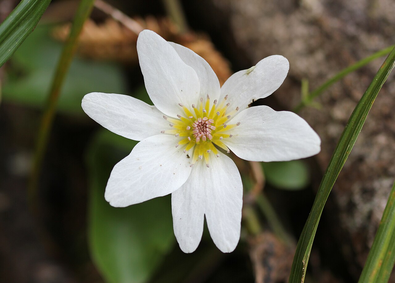 Clematis als Kletterpflanze
