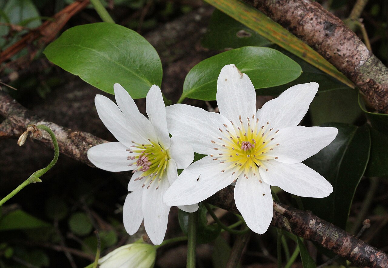Clematis als Kletterpflanze