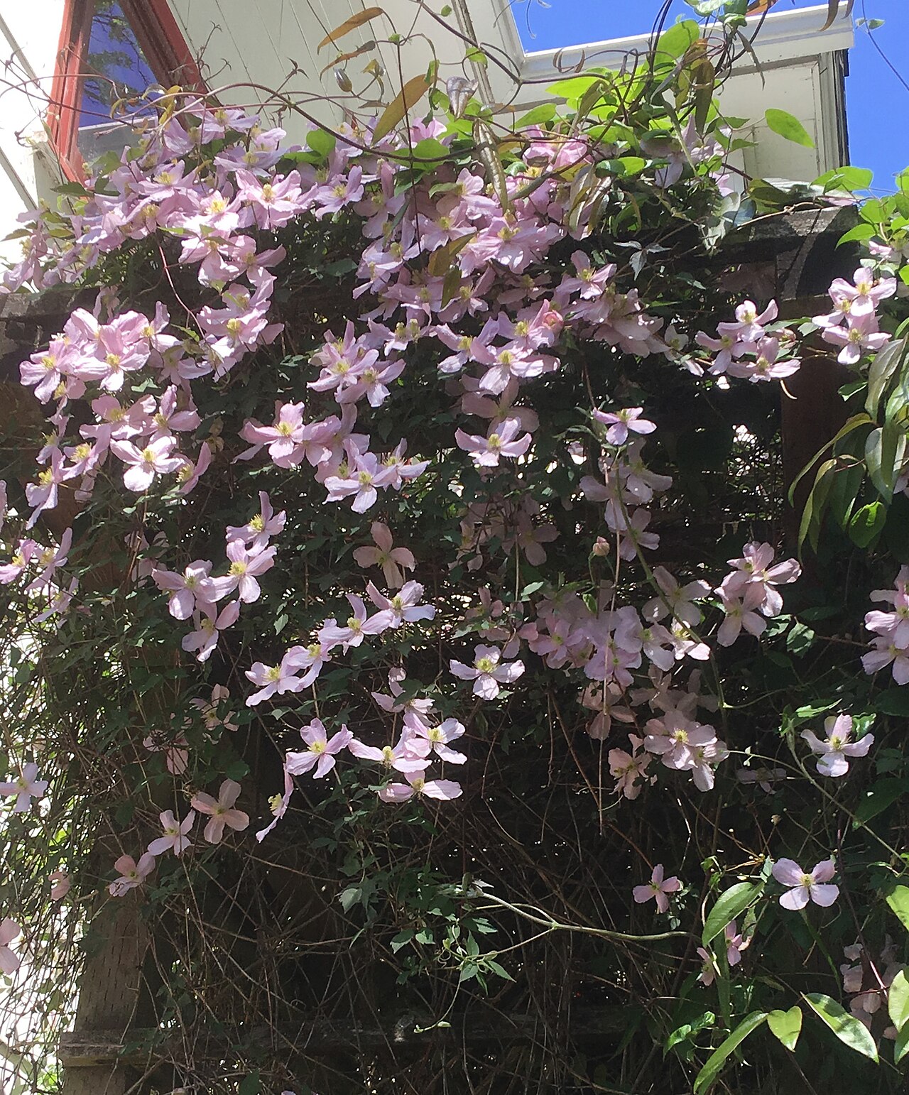 Clematis als Kletterpflanze