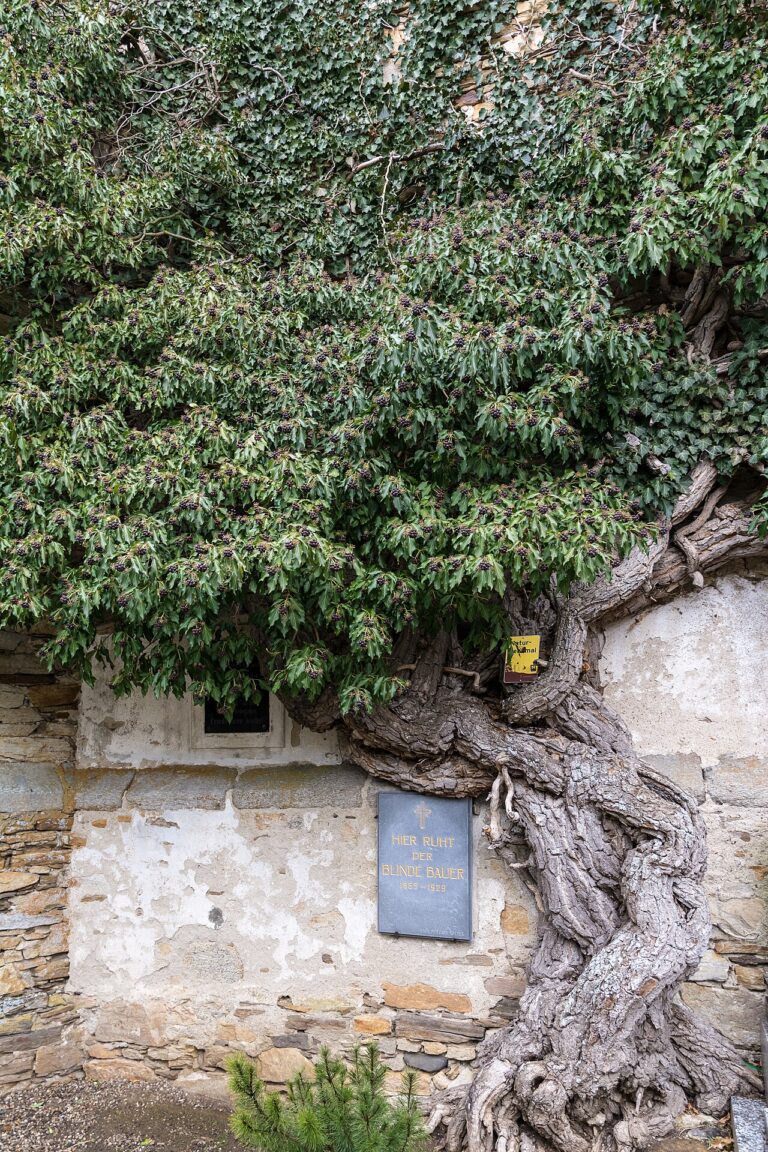 Efeu (Hedera)