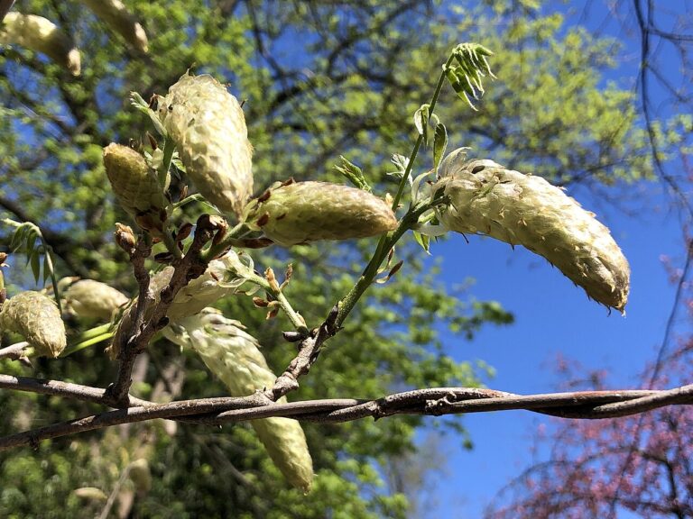 Blauregen (Wisteria)