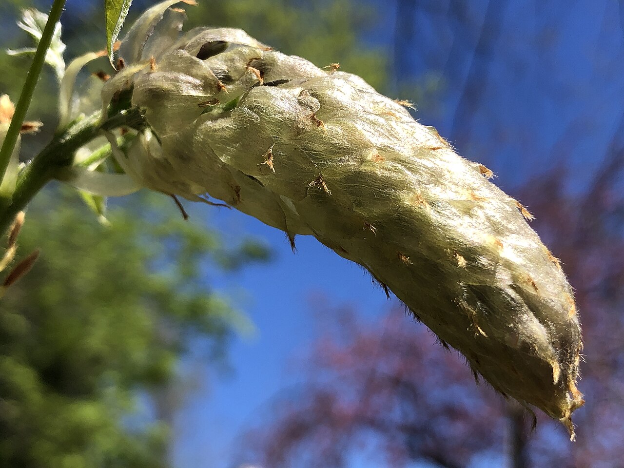 Blauregen (Wisteria)