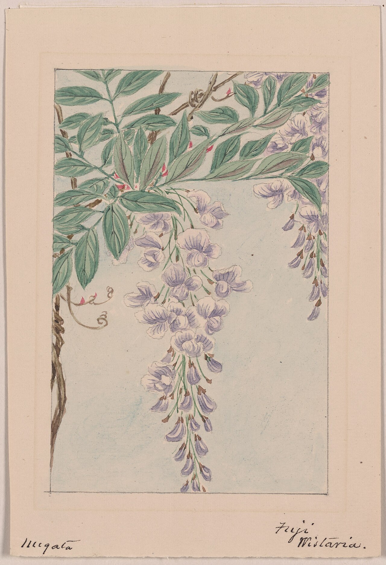 Blauregen (Wisteria)