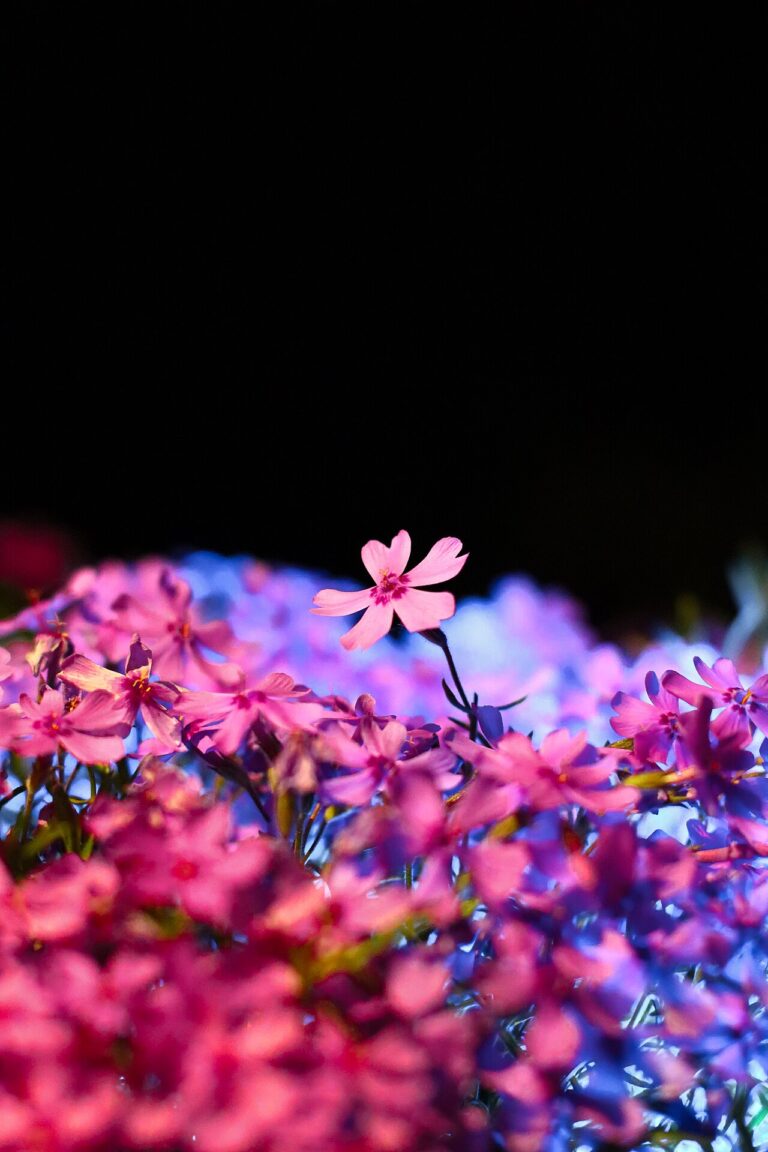 Polsterphlox (Phlox subulata)