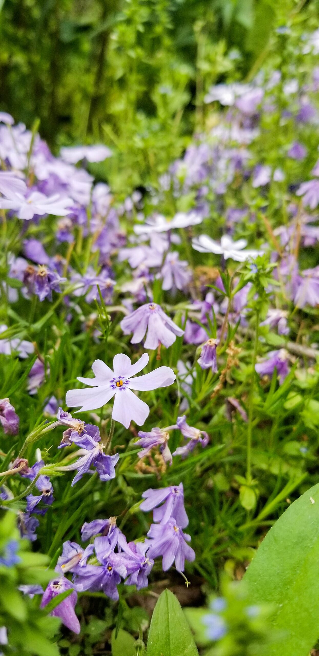 Polsterphlox (Phlox subulata)