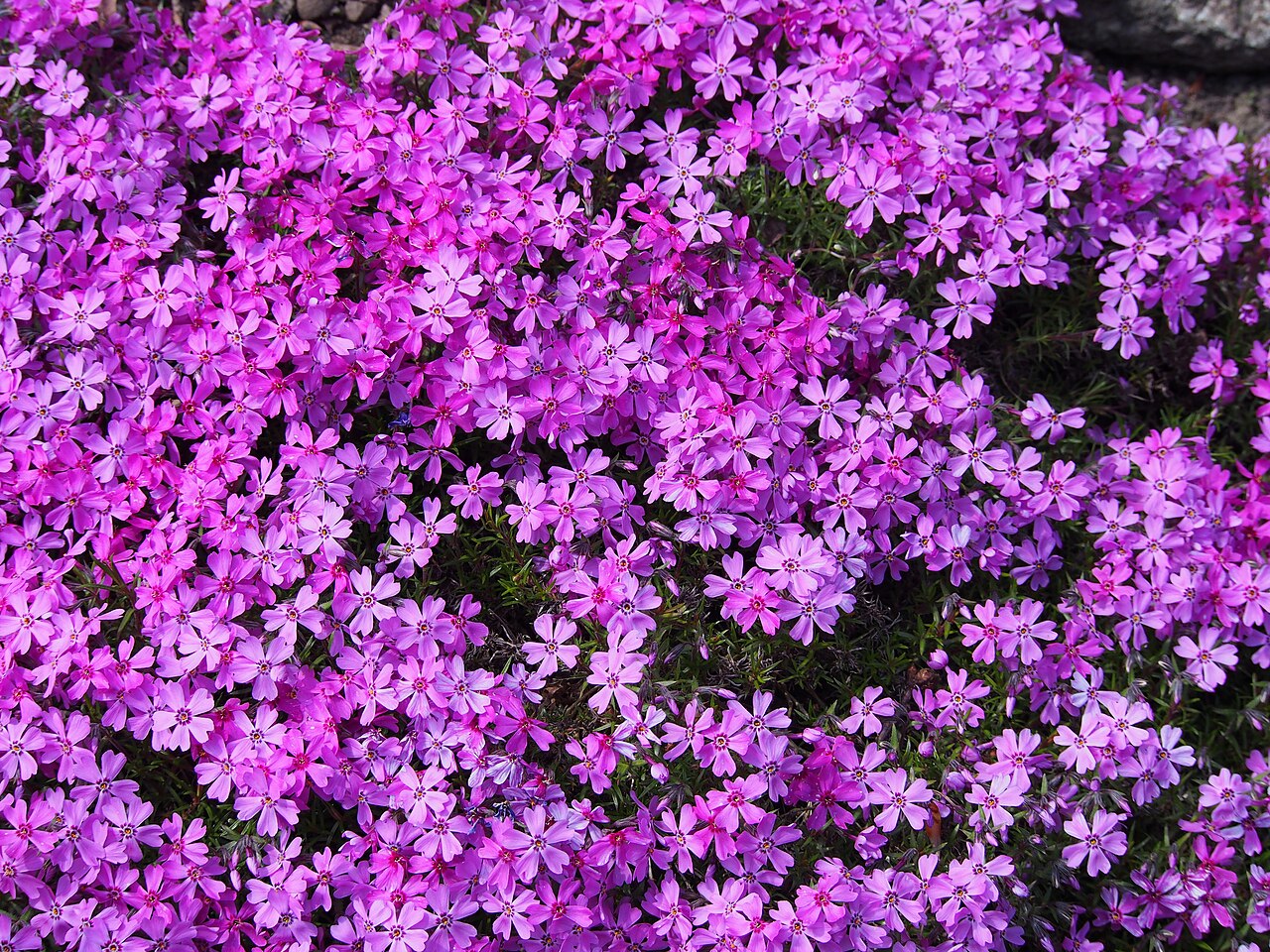 Polsterphlox (Phlox subulata)