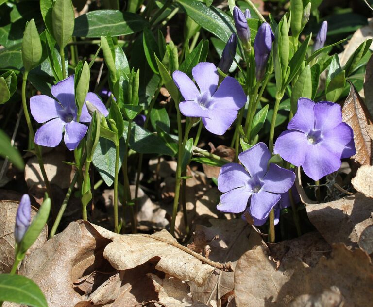 Immergrün (Vinca minor)