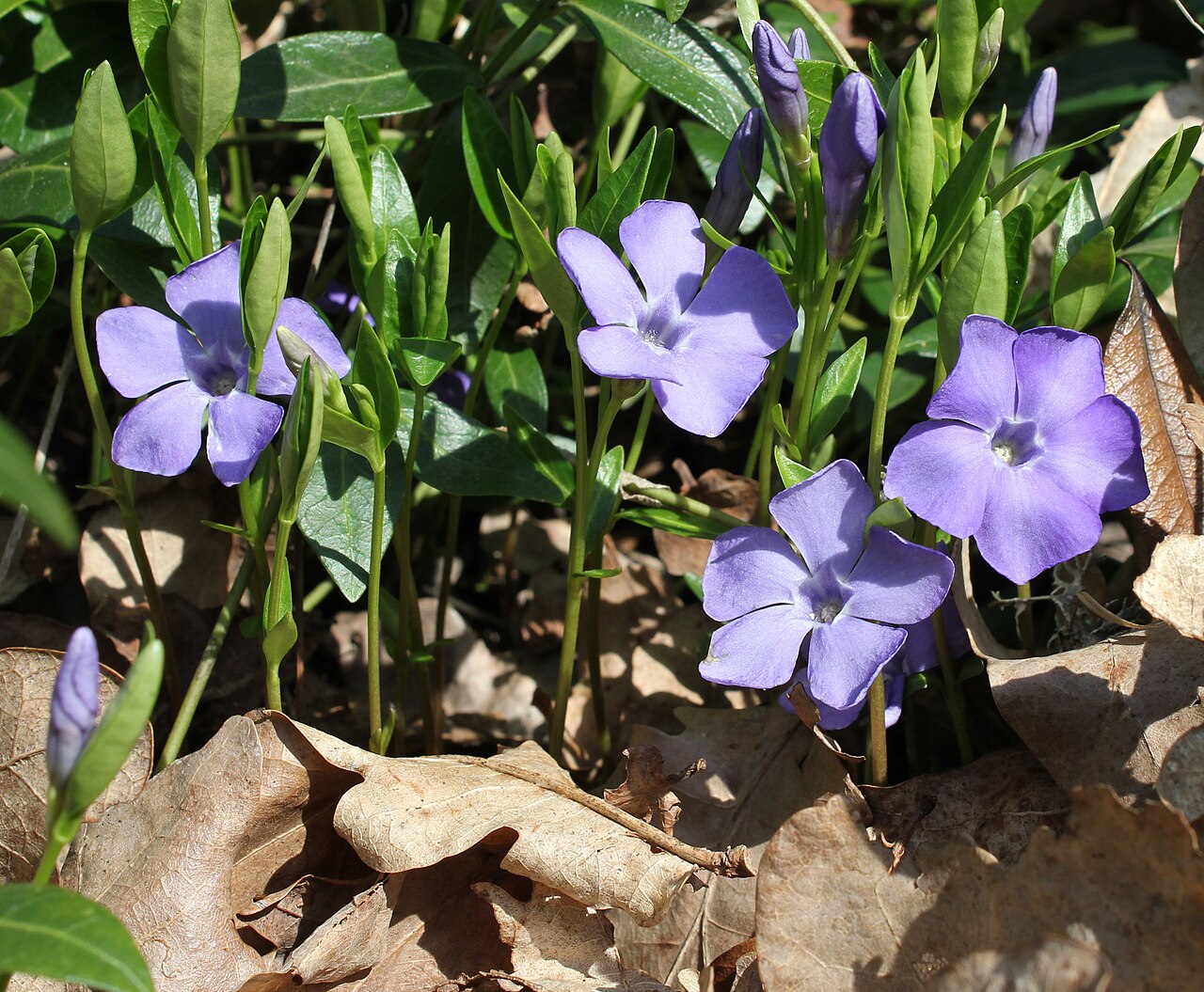Immergrün (Vinca minor)
