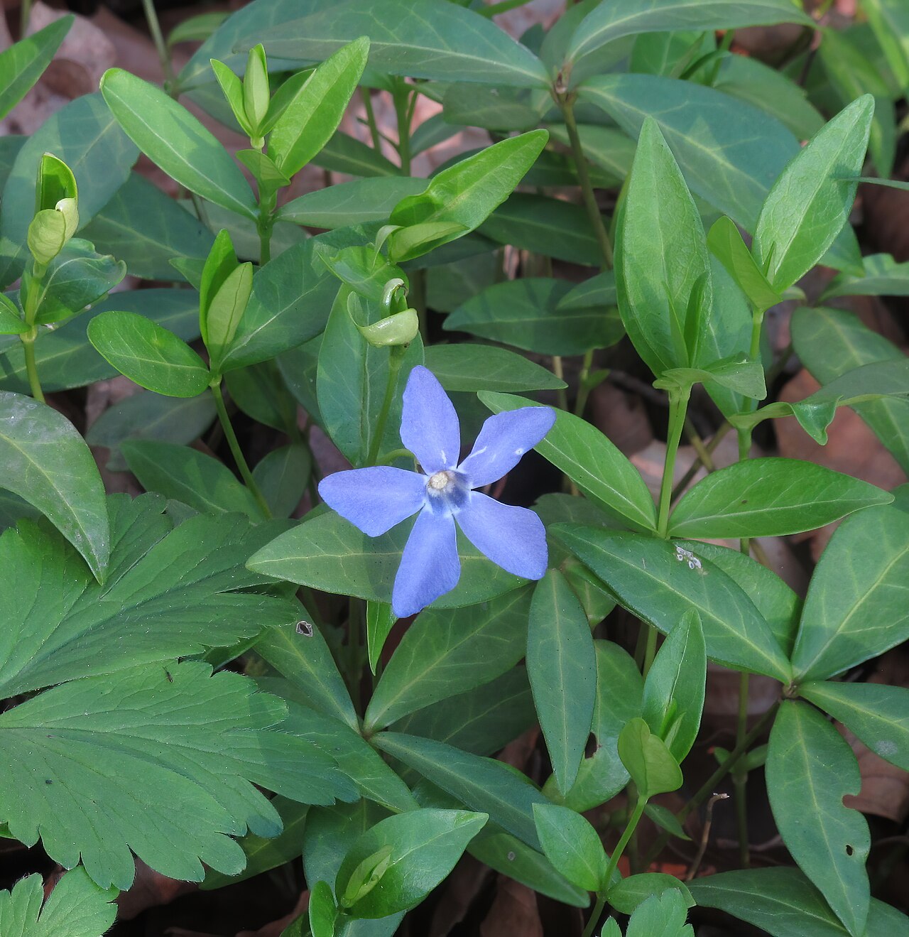 Immergrün (Vinca minor) als Bodendecker