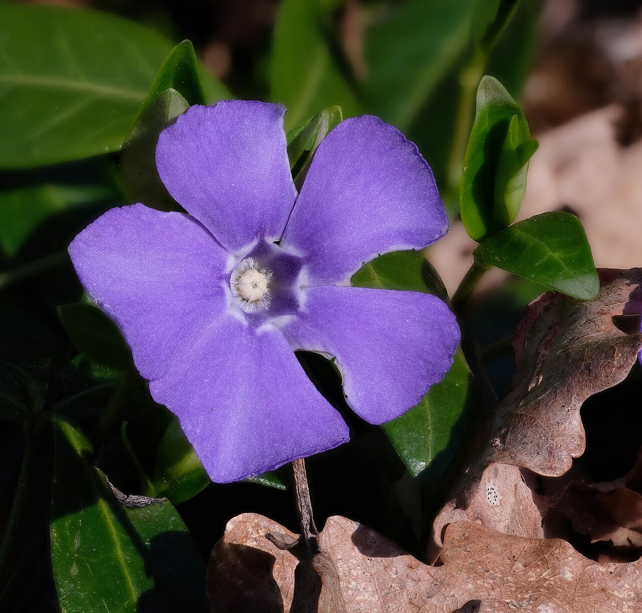 Immergrün (Vinca minor) als Bodendecker