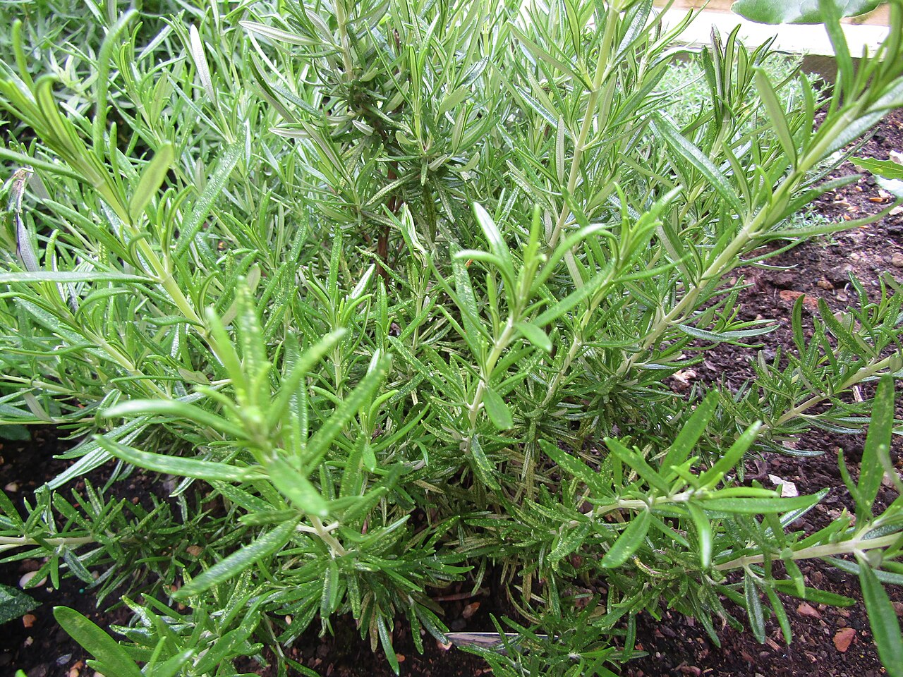 Rosmarin (mediterrane Pflanze)