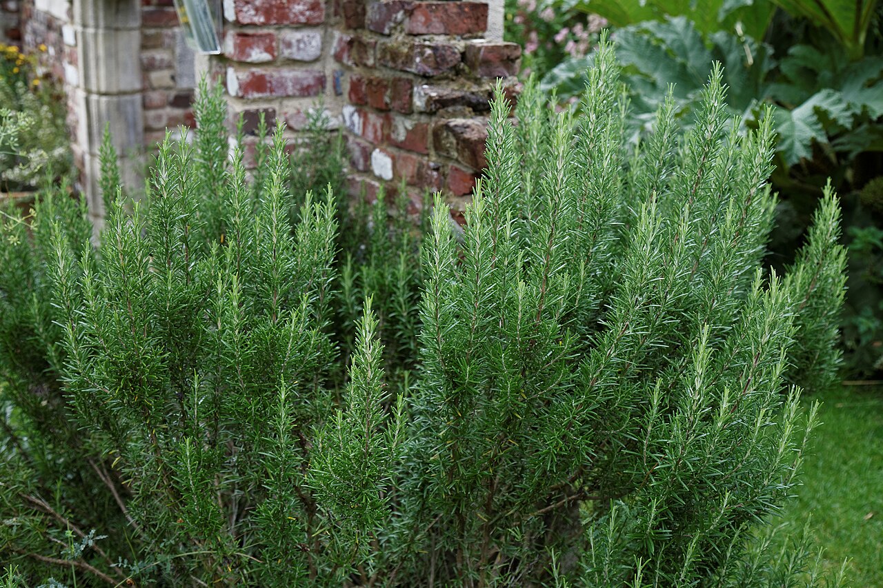 Rosmarin (mediterrane Pflanze)