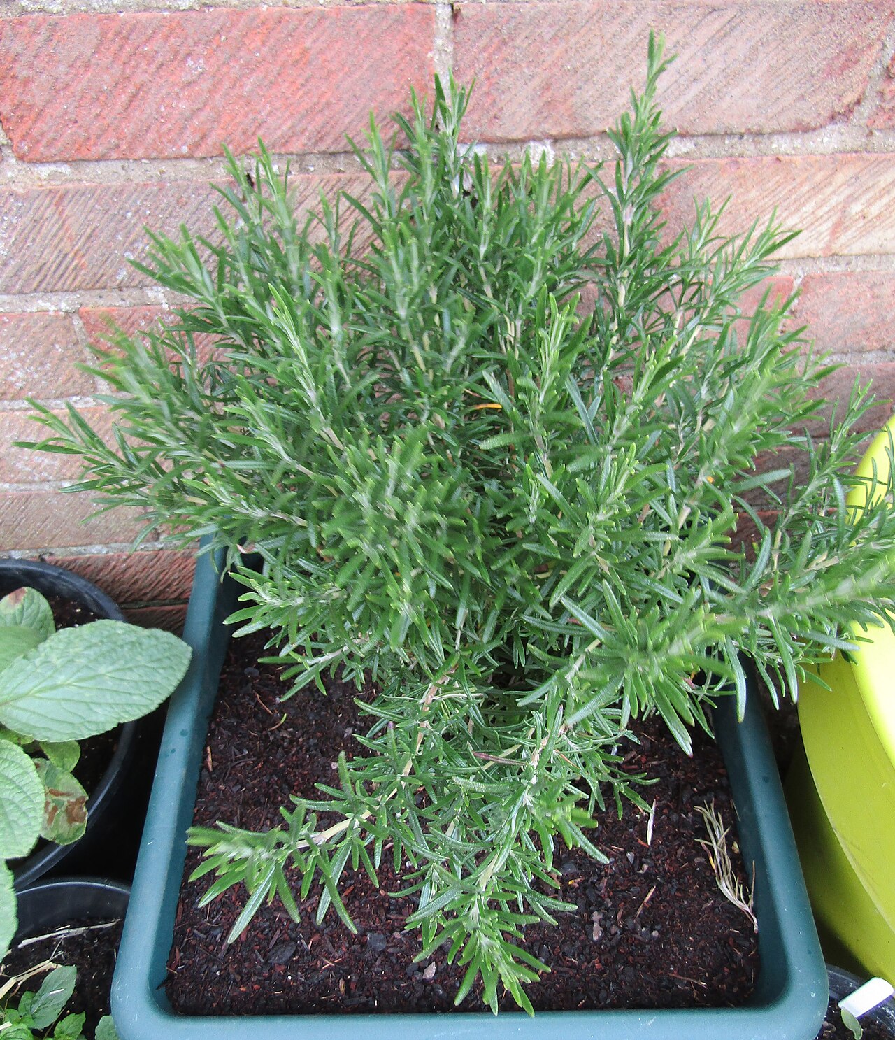 Rosmarin (mediterrane Pflanze)