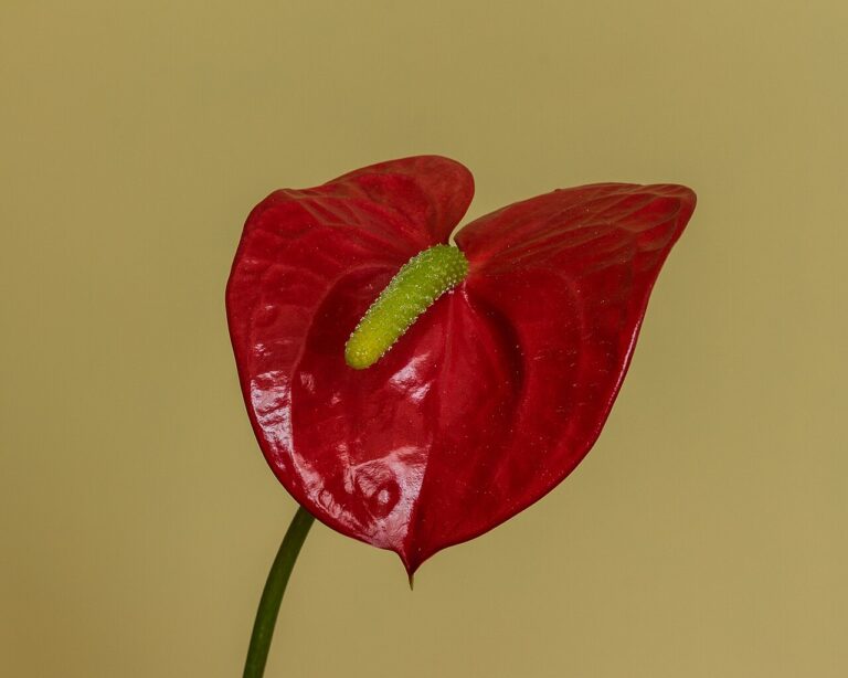 Anthurie (Flamingoblume)