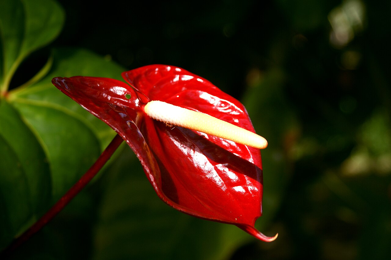 Anthurium (Flamingoblume)