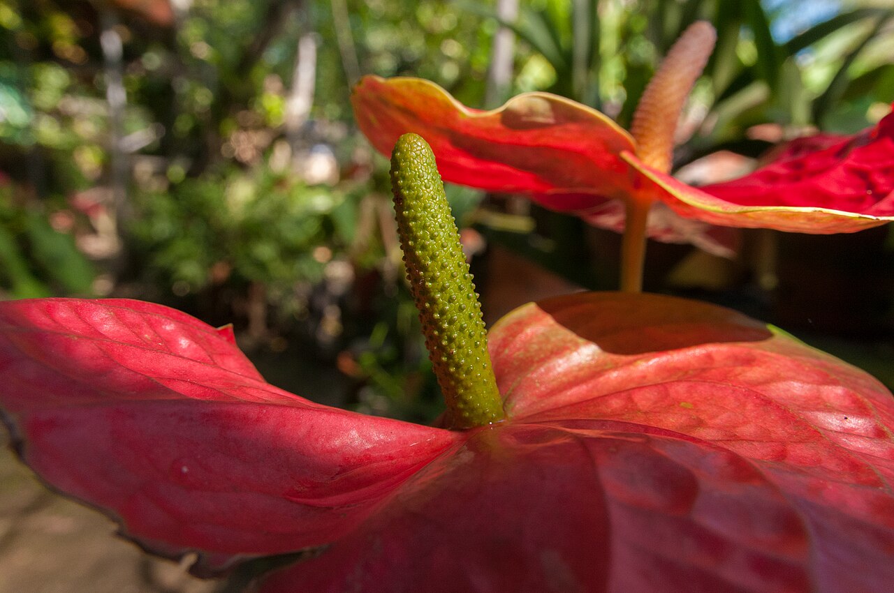 Anthurium (Flamingoblume)
