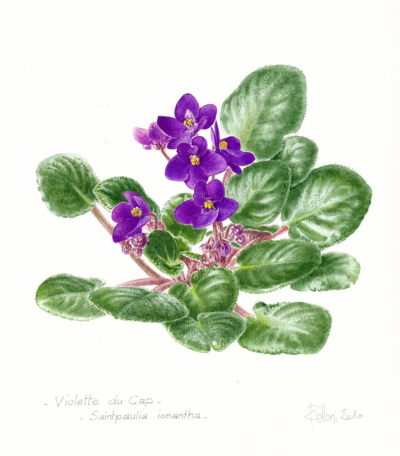 Usambaraveilchen
