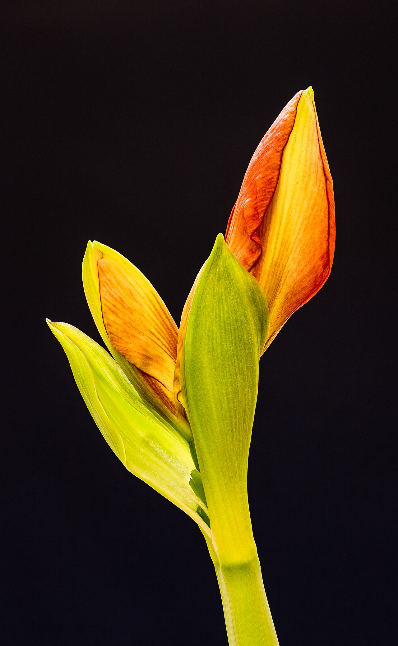 Ritterstern (Amaryllis)