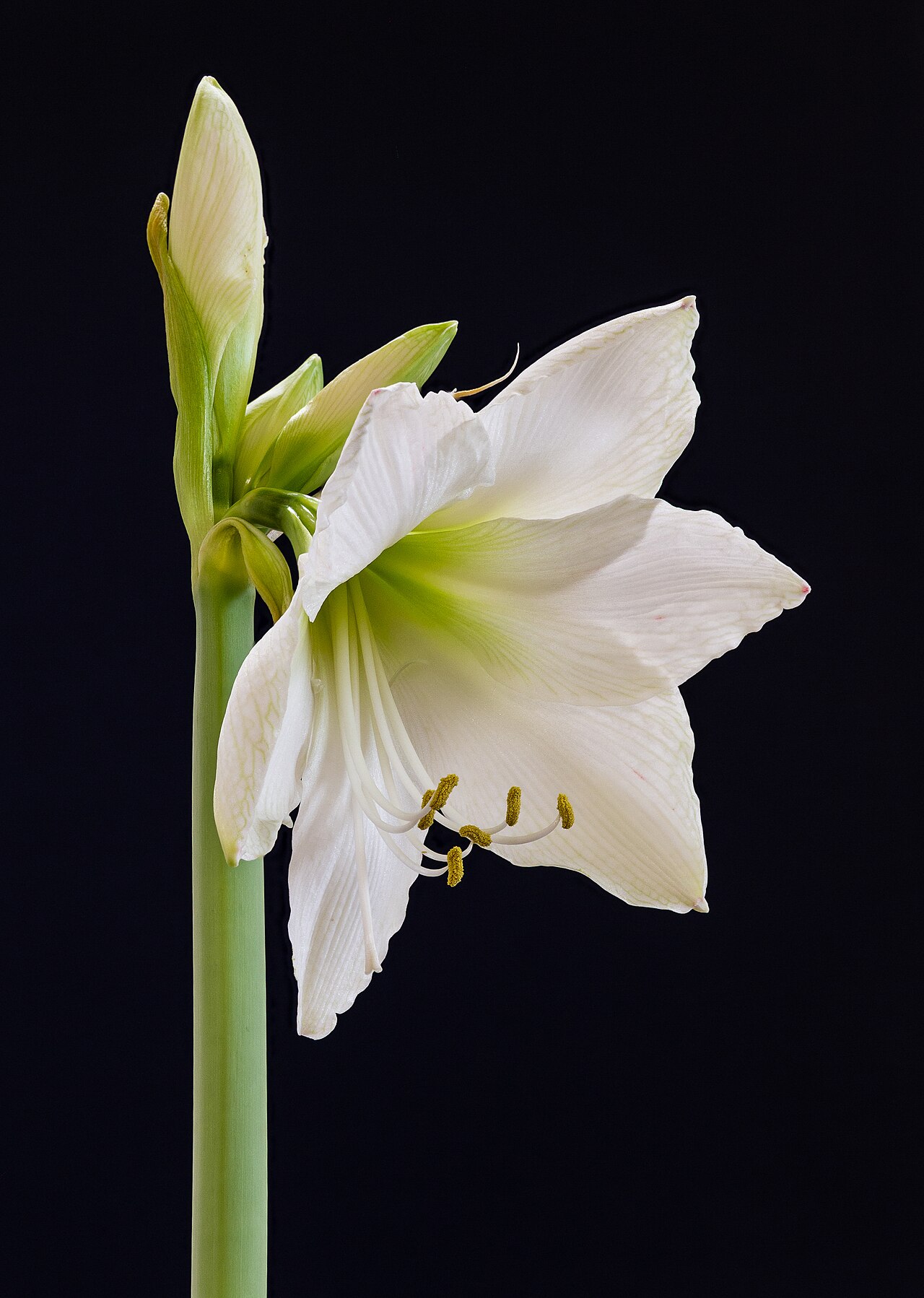 Ritterstern (Amaryllis)