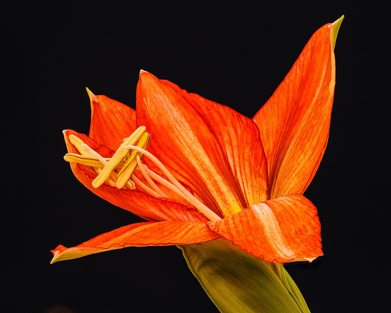 Ritterstern (Amaryllis)