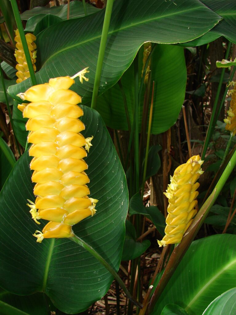 Calathea (Korbmarante)