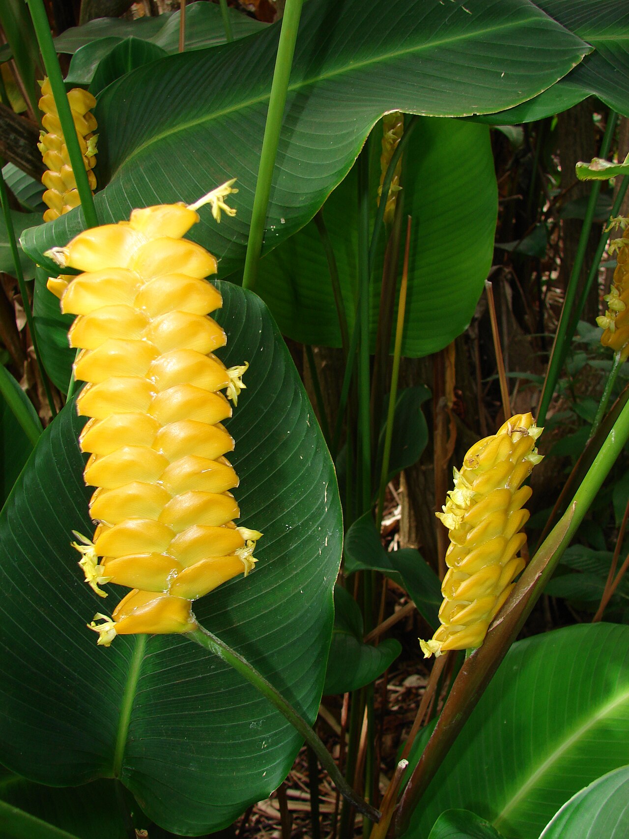 Calathea (Korbmarante)