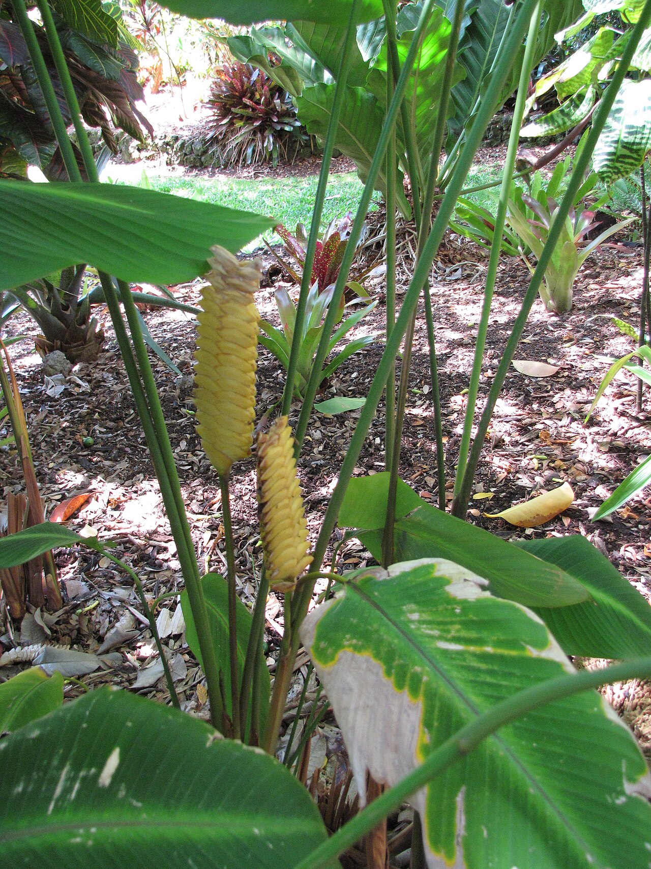 Calathea (Korbmarante)