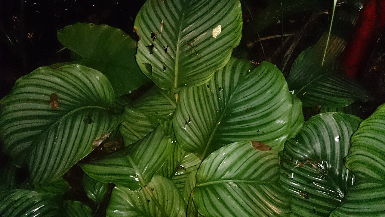 Calathea (Korbmarante)