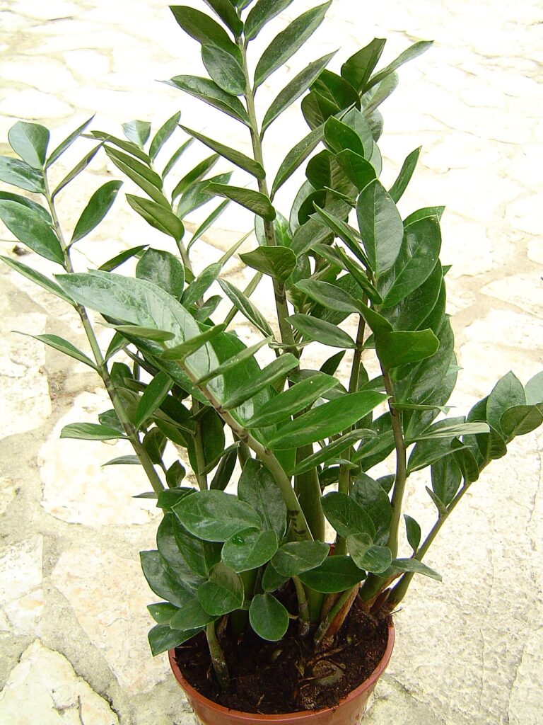 Zamioculcas (Glücksfeder)