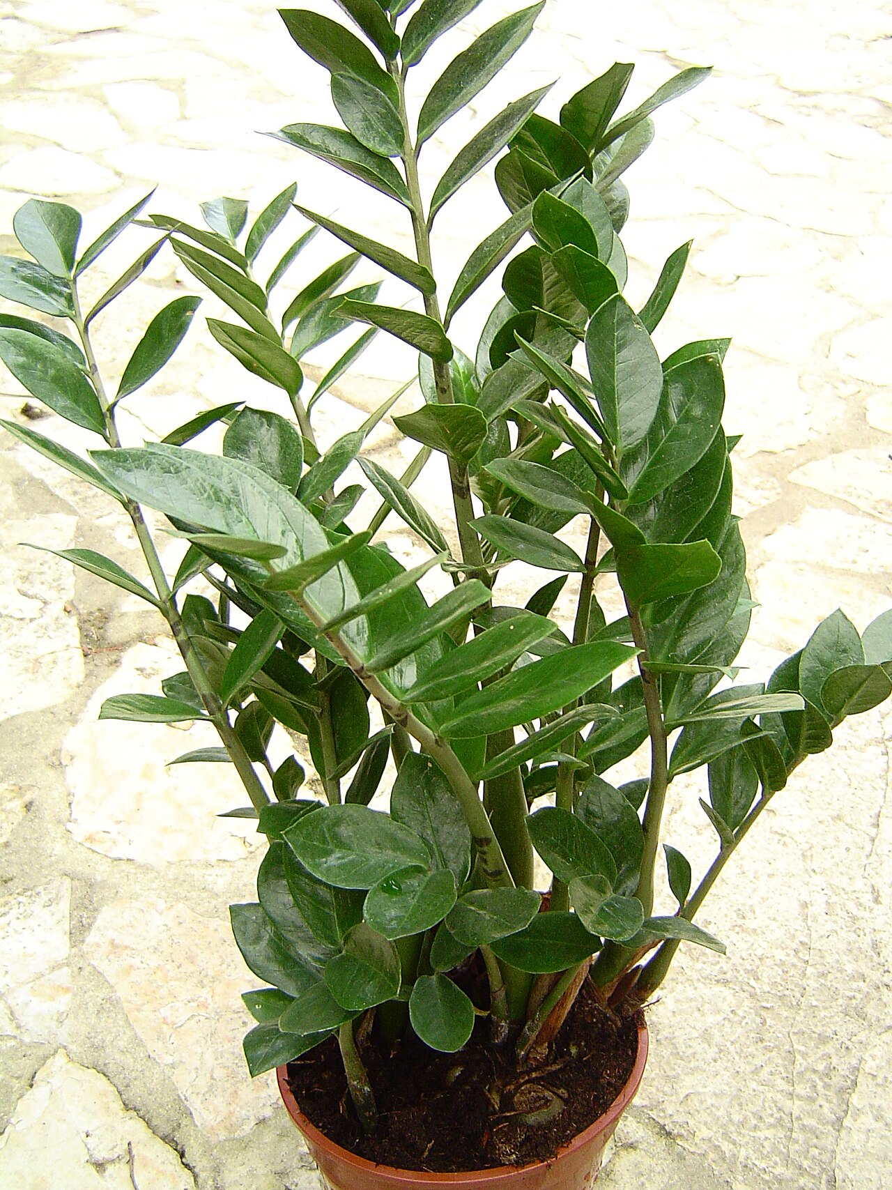 Zamioculcas (Glücksfeder)