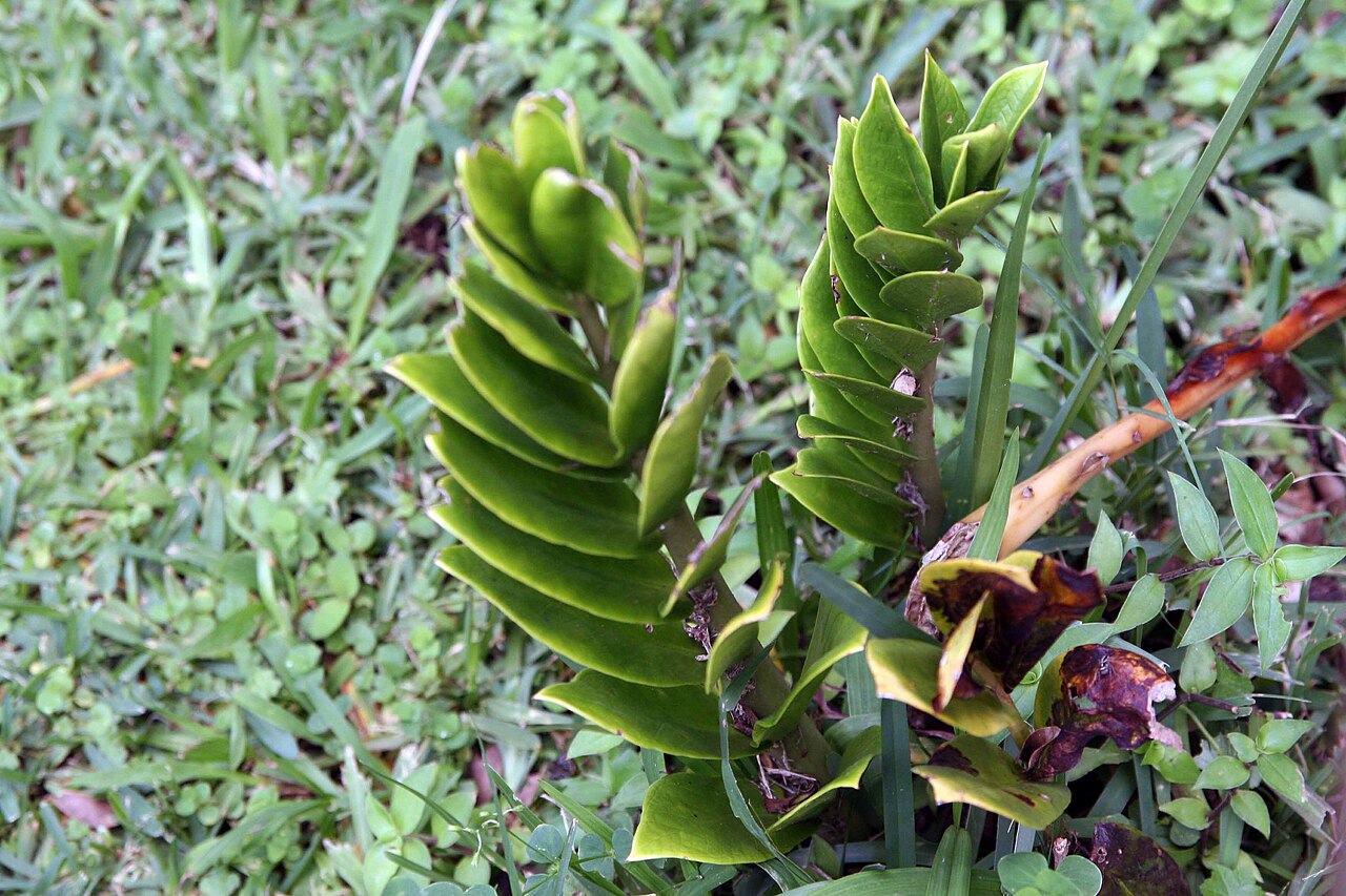 Zamioculcas (Glücksfeder)