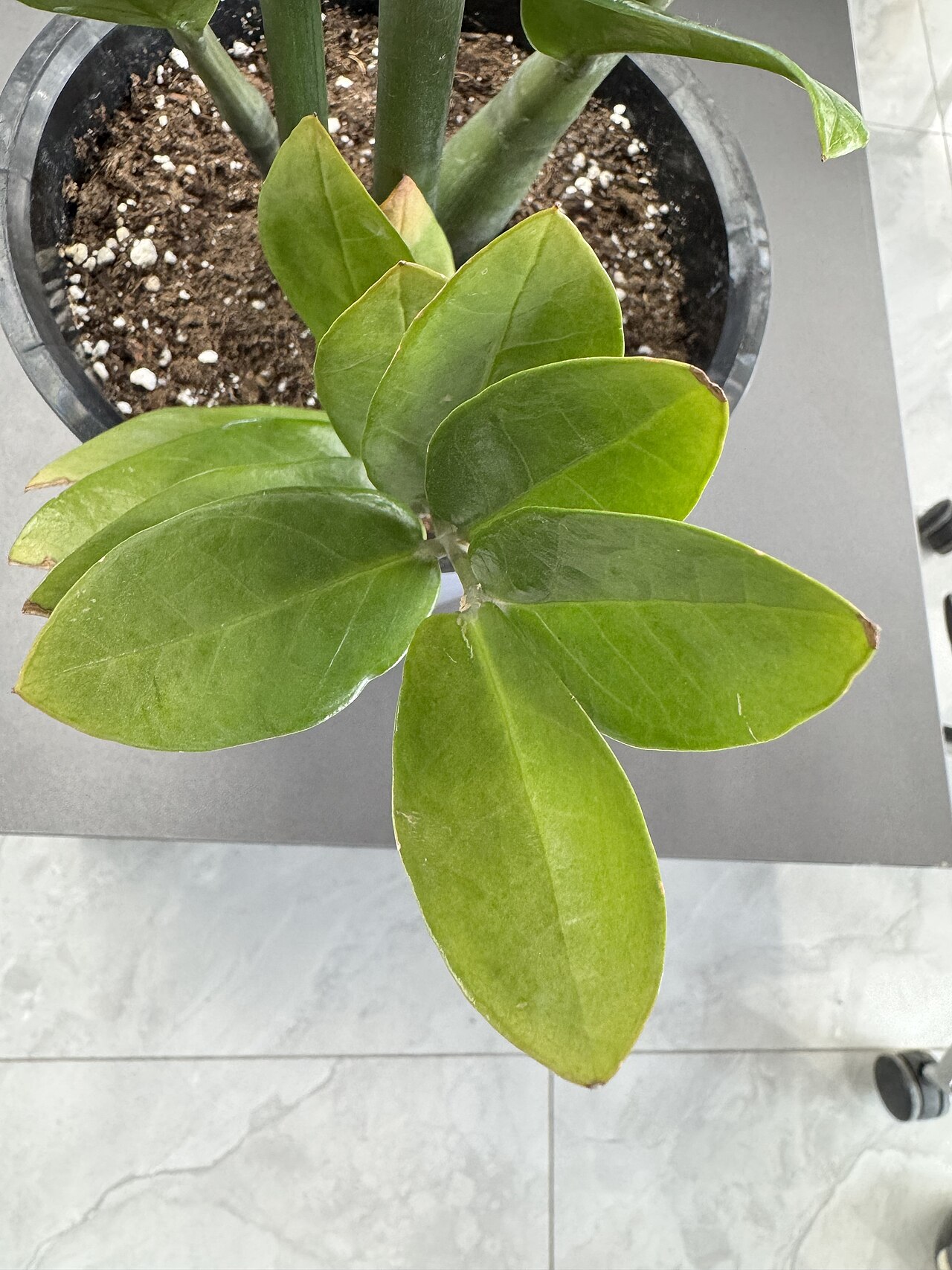 Zamioculcas (Glücksfeder)
