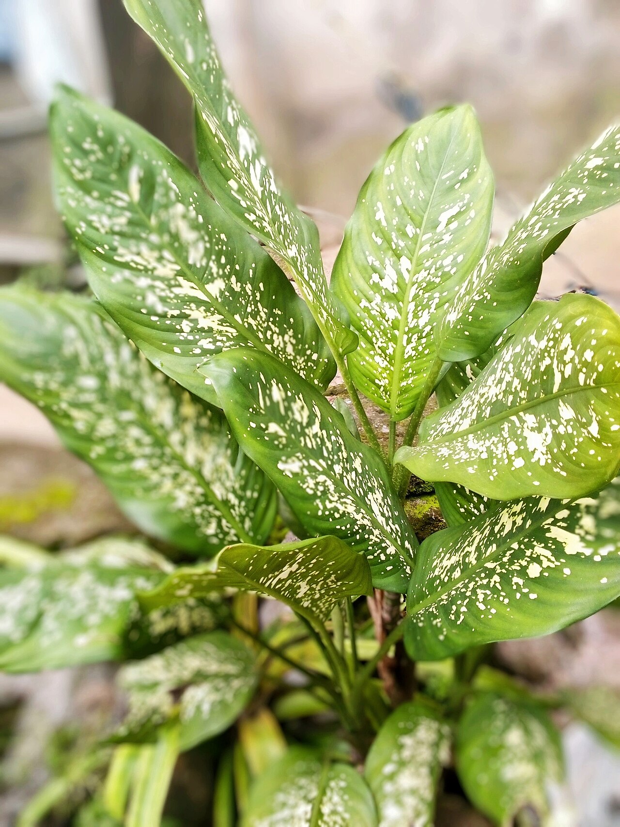Dieffenbachia