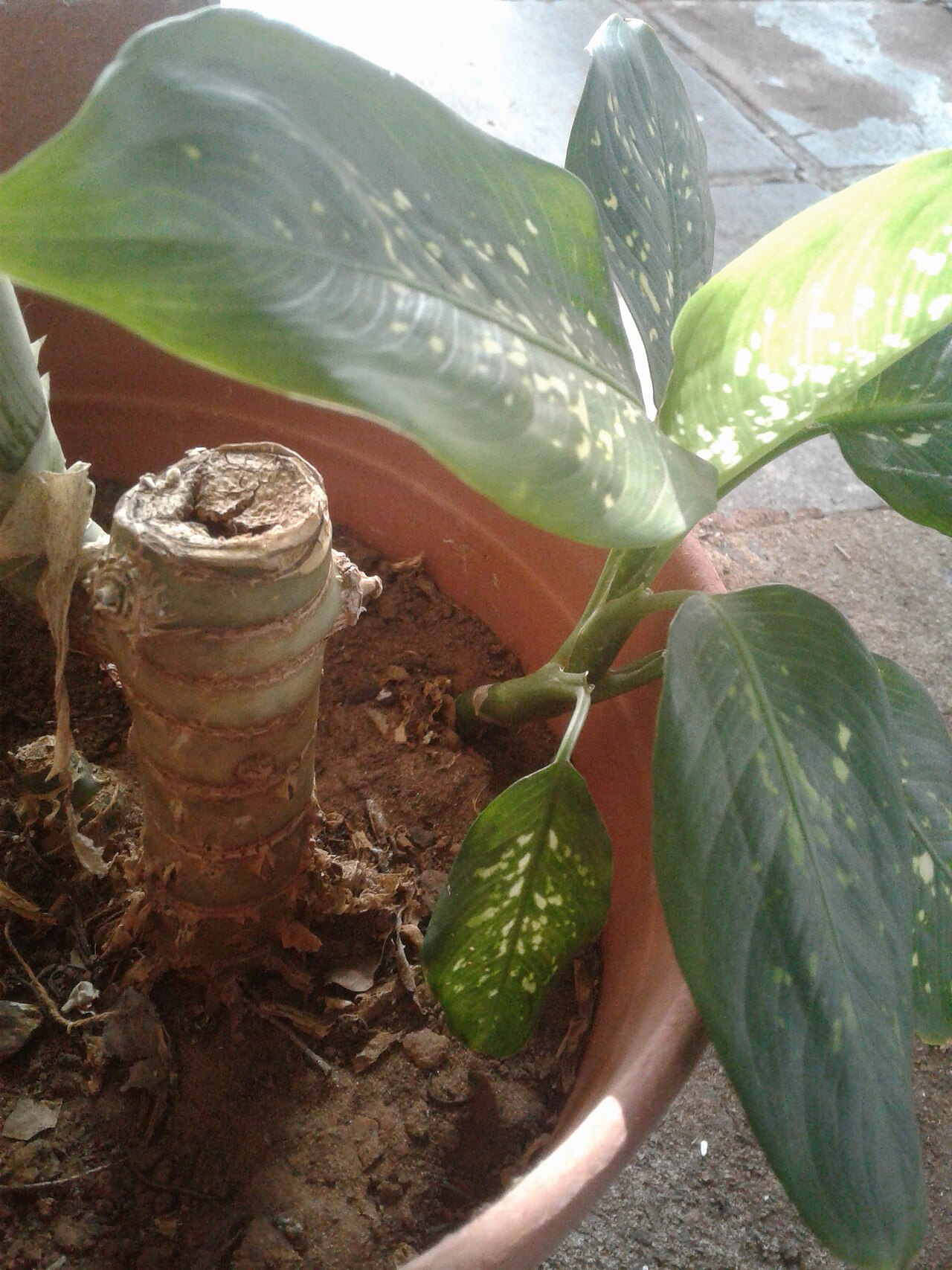 Dieffenbachia