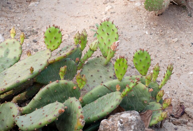Feigenkaktus (Opuntia)