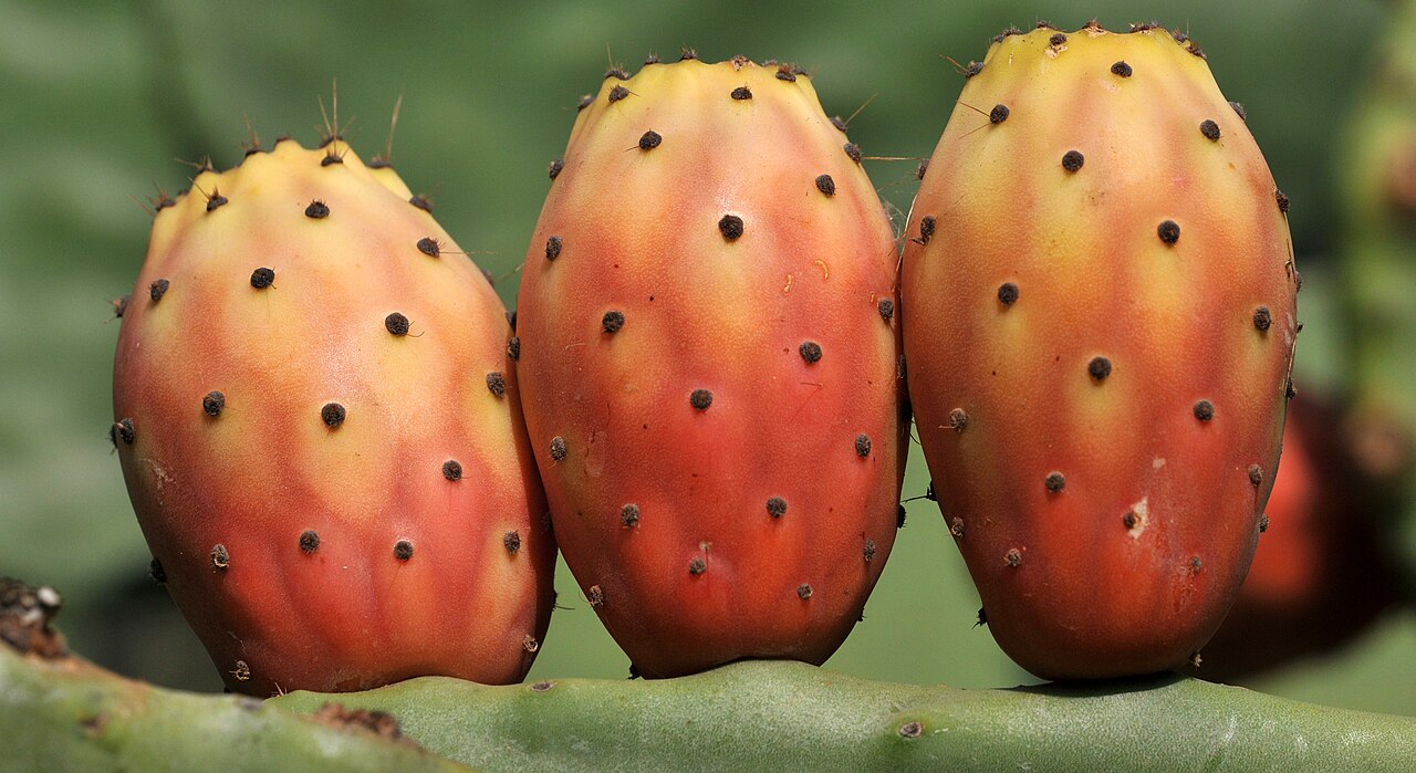Feigenkaktus (Opuntia)