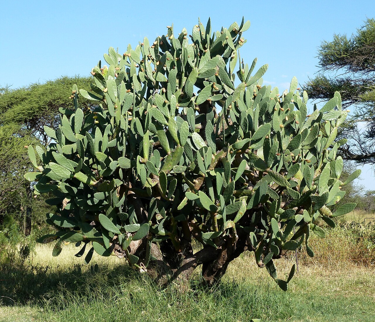 Feigenkaktus (Opuntia)