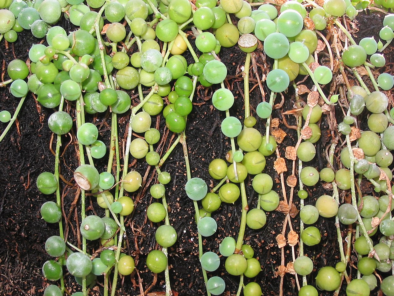 Erbsenpflanze (Senecio rowleyanus)