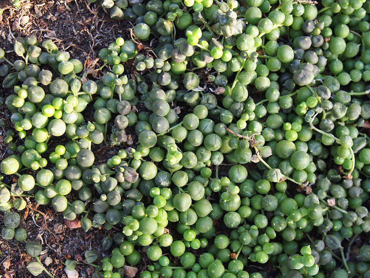 Erbsenpflanze (Senecio rowleyanus)