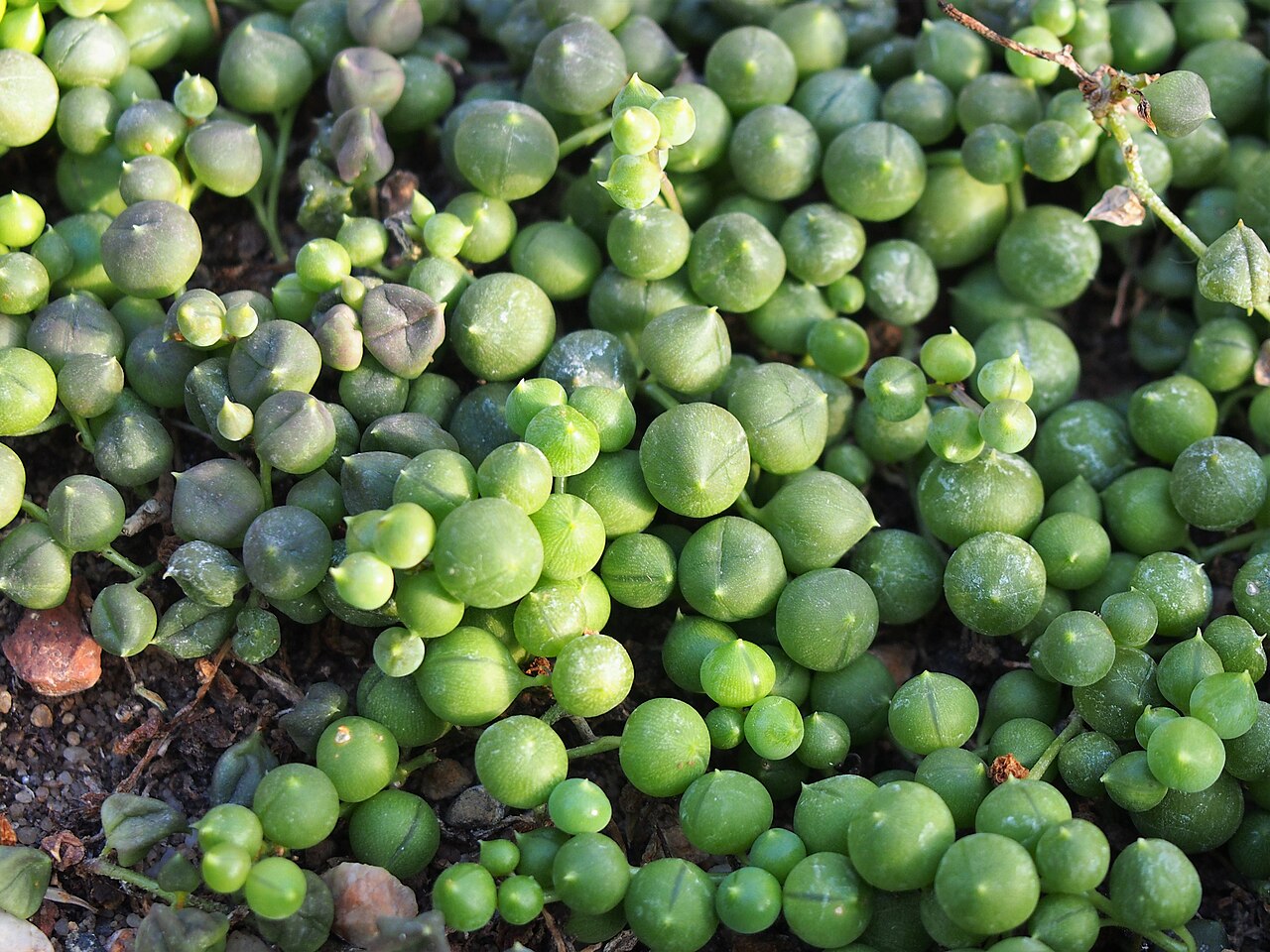 Erbsenpflanze (Senecio rowleyanus)