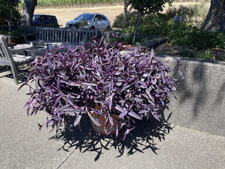 Zebrakraut (Tradescantia zebrina)