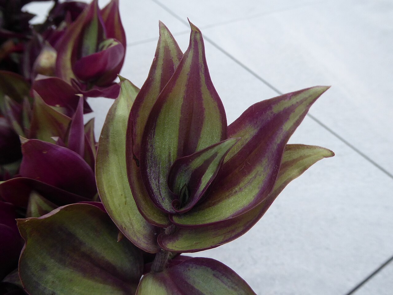 Zebrakraut (Tradescantia zebrina)