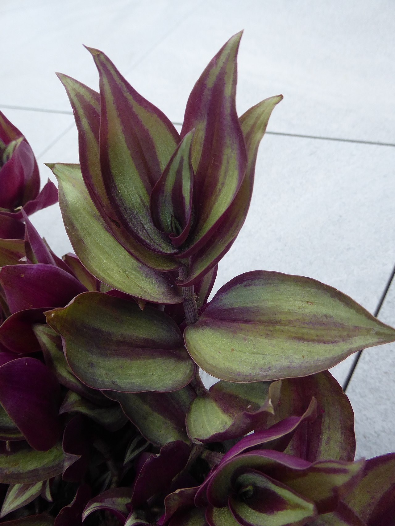 Zebrakraut (Tradescantia zebrina)