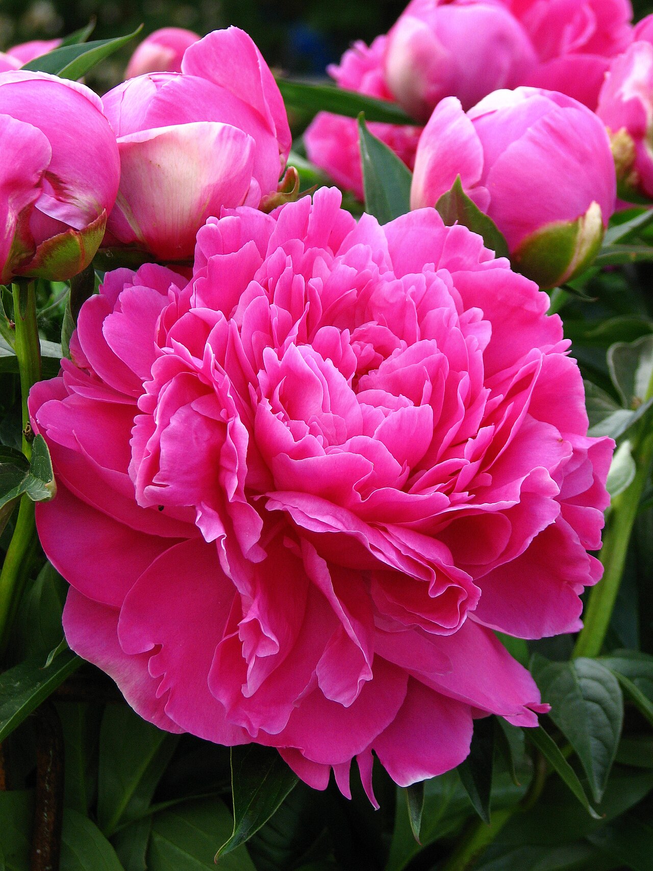 Pfingstrose (Paeonia)