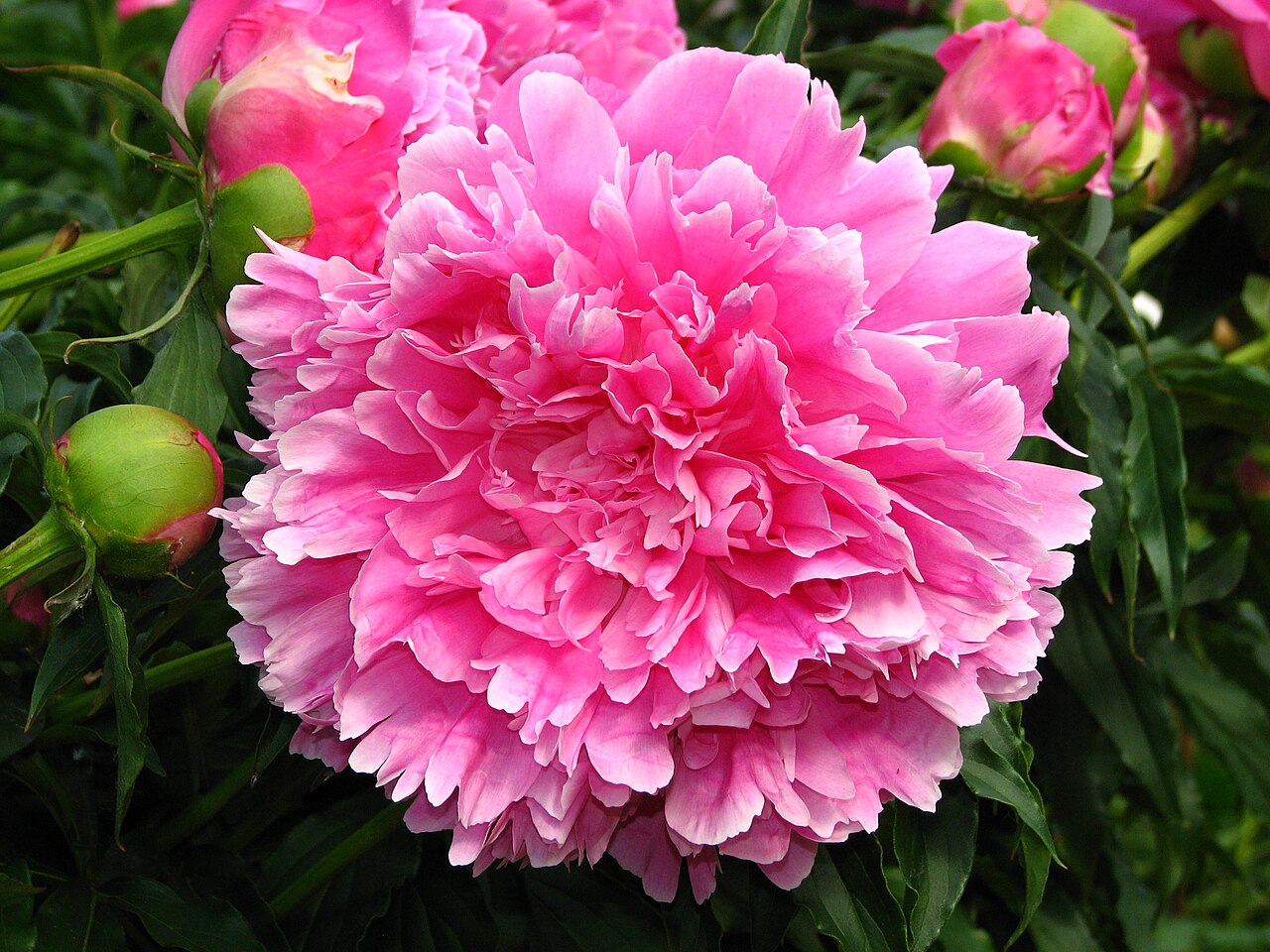 Pfingstrose (Paeonia)