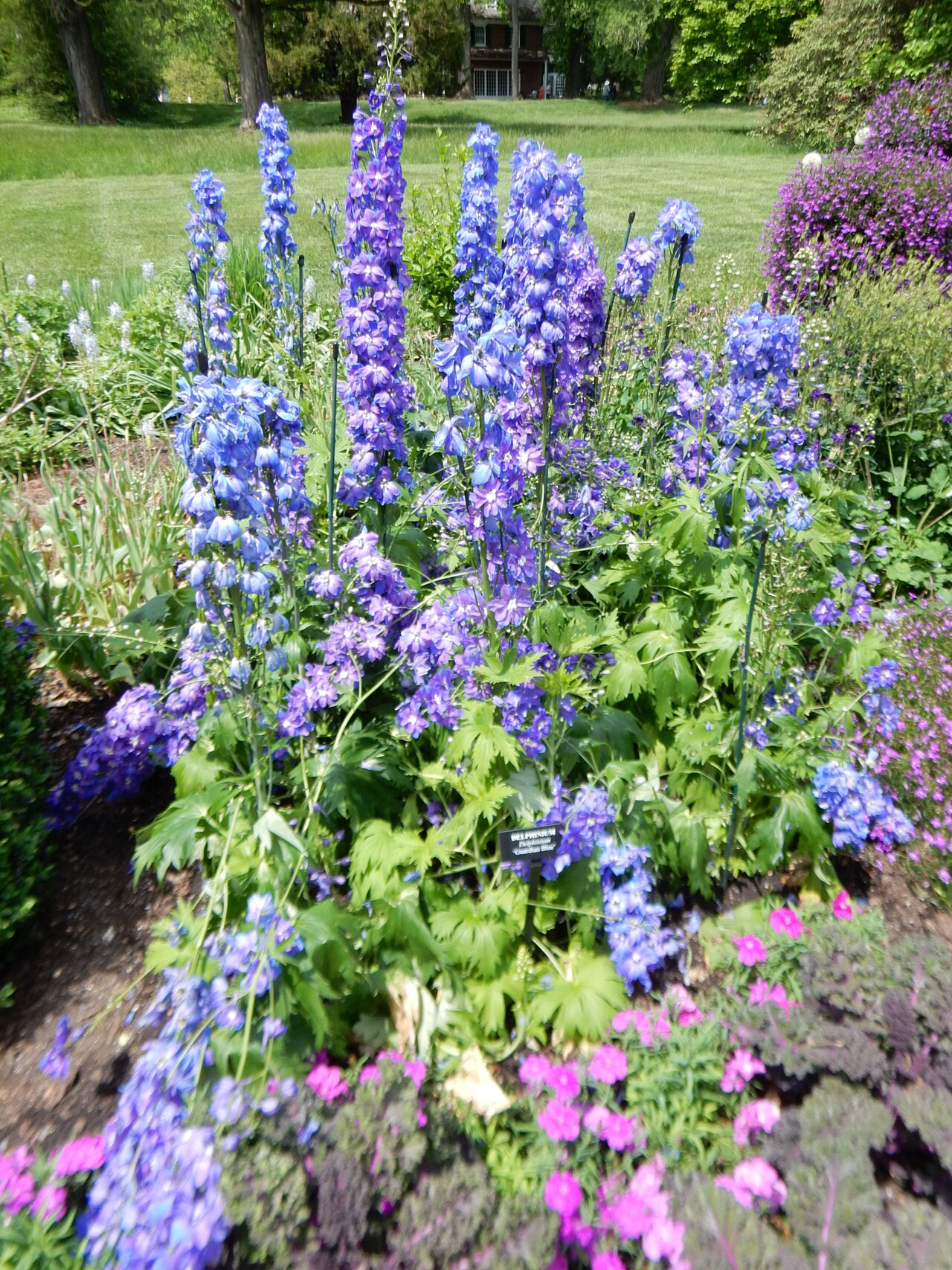 Rittersporn (Delphinium)